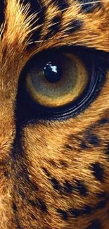 Close-up of a leopard's eye with golden brown fur texture.