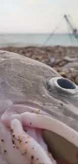 Close-up view of a fish on a pebbled beach with a soft ocean backdrop.