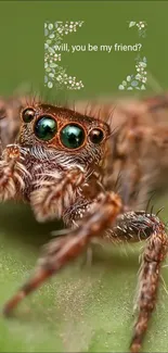 Close-up of a spider on a green leafy background.