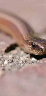 Close-up of a snake on textured ground showcasing its details.