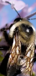 Close-up image of a bee on a purple flower, showcasing nature's detail.