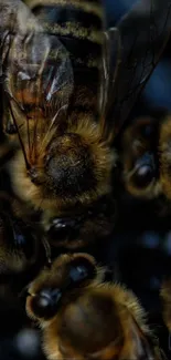 Close-up image of bees with dark brown tones and detailed textures.