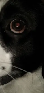 Close-up of a black and white dog's eye, showing detailed fur and eye texture.