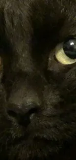 Close-up of black cat face with striking eyes.