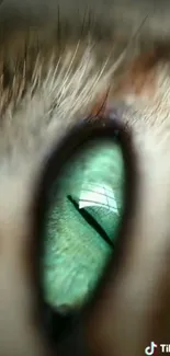 Close-up of a cat's green eye with detailed texture.