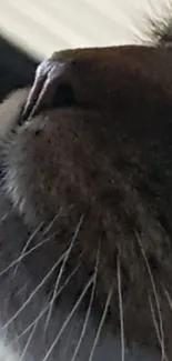 Close-up of a cat's whisker and muzzle in soothing tones.