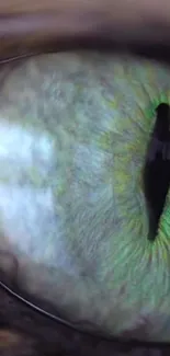 Close-up view of a cat's eye with green iris and black pupil.