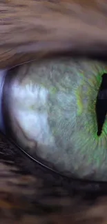 Close-up view of a cat's green eye with detailed textures and colors.
