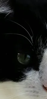 Close-up of a black and white cat's eye with intricate fur details.