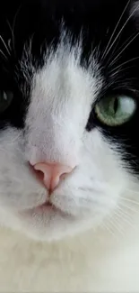 Close-up view of a cat's face with green eyes.