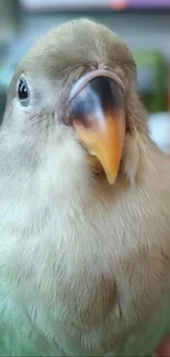 Close-up of a colorful parrot with detailed feathers.
