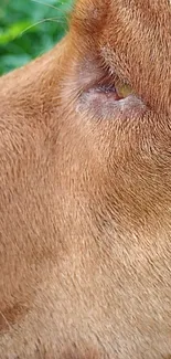 Close-up of a dog's eye with detailed brown fur.