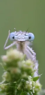 Close-up of a dragonfly perched on green foliage, showcasing intricate details.