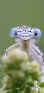 Macro shot of dragonfly with blue eyes on a green leaf.