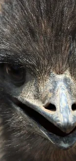 Close-up image of an exotic bird with detailed feathers and beak.