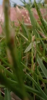 Close-up of green grass with blurred background.