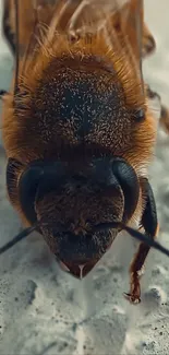 Close-up of a honey bee on a textured surface.