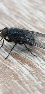 Close-up view of a housefly on a textured surface.