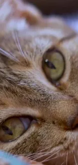 Close-up view of a relaxed brown cat's face with focused eyes and whiskers.