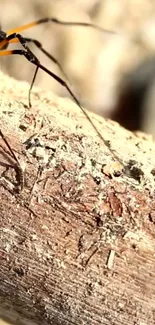 Close-up of a spider on a wooden surface in nature.