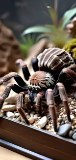 Close-up photo of a tarantula in a natural setting.