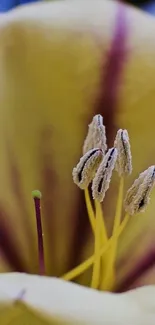 Close-up of a yellow lily with visible stamens.