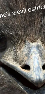 Close-up image of ostrich head with intricate feather details.