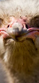 Close-up image of an ostrich with detailed facial features for mobile wallpaper.