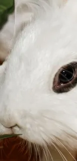 Close-up of a white rabbit with detailed fur and expressive eyes.