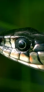 Close-up of a snake's head in natural green background.