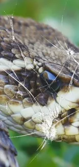 Close-up of a snake's skin with detailed scales and natural colors.