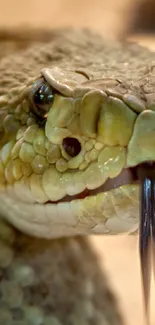 Close-up image of a snake with scales and tongue visible.