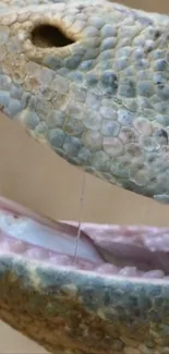 Close-up view of a snake's open mouth and detailed scales.