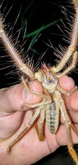 Close-up of a Solifugae held in hand, highlighting its features.