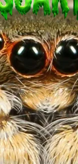 Macro view of a spider's eyes with vibrant details.