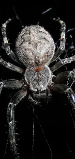 Close-up image of a spider on a dark background with intricate web details.