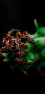 Close-up of a spider on a green cactus with a black background.