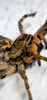 Close-up of a spider on a textured white wall surface.