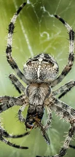 Close-up view of spider on its web with a green backdrop.