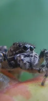 Close-up image of a jumping spider on a leaf with vibrant colors.