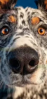 Close-up of a spotted dog with orange eyes.