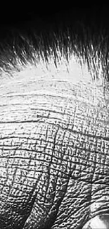 Close-up of detailed monochrome texture.