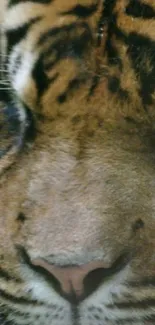 Close-up view of a tiger's face with intense gaze and natural coloring.