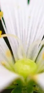 Close-up view of a white flower with yellow stamen on a mobile wallpaper.