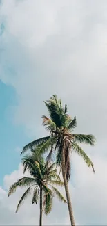 Cloud Sky Plant Live Wallpaper