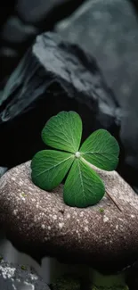 Close-up of a green clover on a rock with dark background.