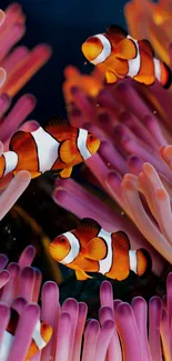 Clown Fish Aquarium Live Wallpaper