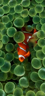 Clownfish nestled in green sea anemones wallpaper.