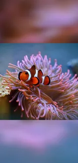 Clownfish swimming in pink sea anemones, perfect mobile wallpaper for ocean lovers.