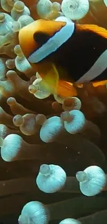 Clownfish surrounded by swaying sea anemones in an underwater setting.